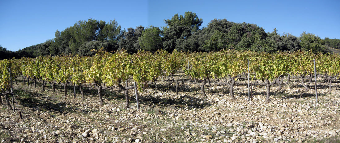 Nouveautés du Domaine Viret !
