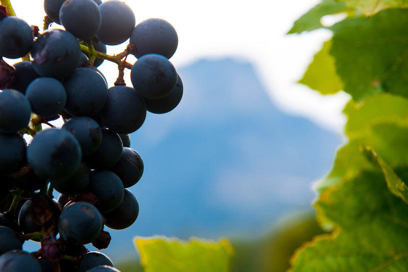 Les indispensables pour découvrir la Bio