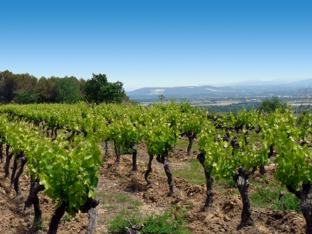 La Rendez-vous des Acolytes 2022 - Domaine des Accoles