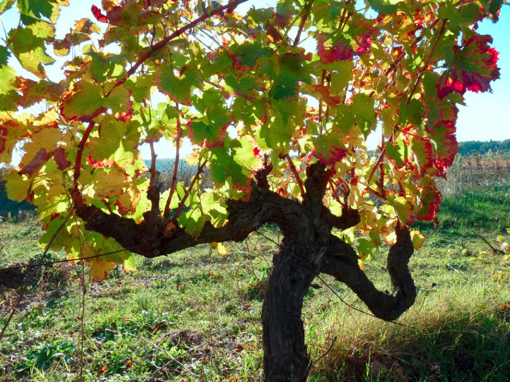 La Rendez-vous des Acolytes 2022 - Domaine des Accoles