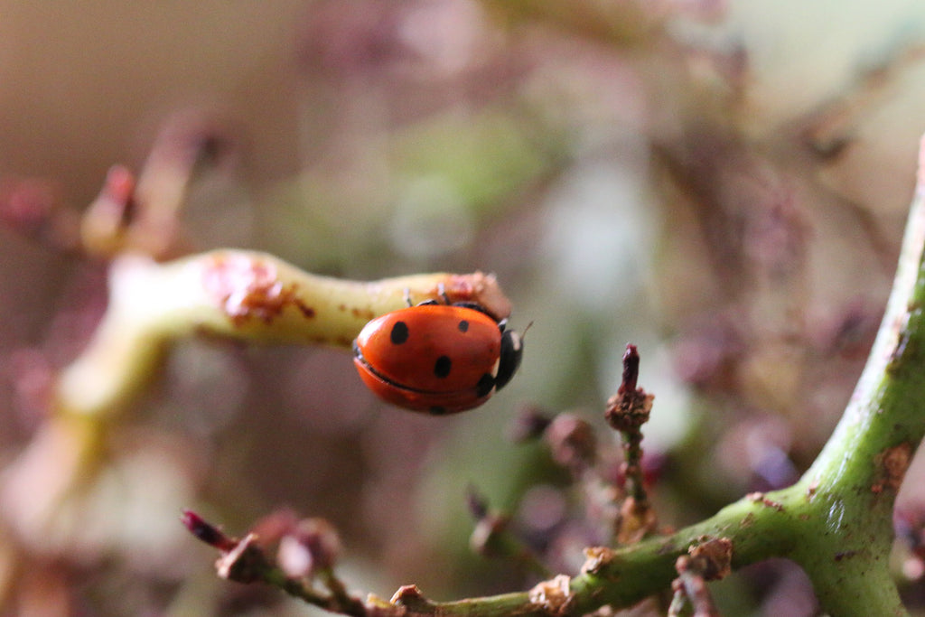 Bungertal 2018 - Domaine Beck-Hartweg