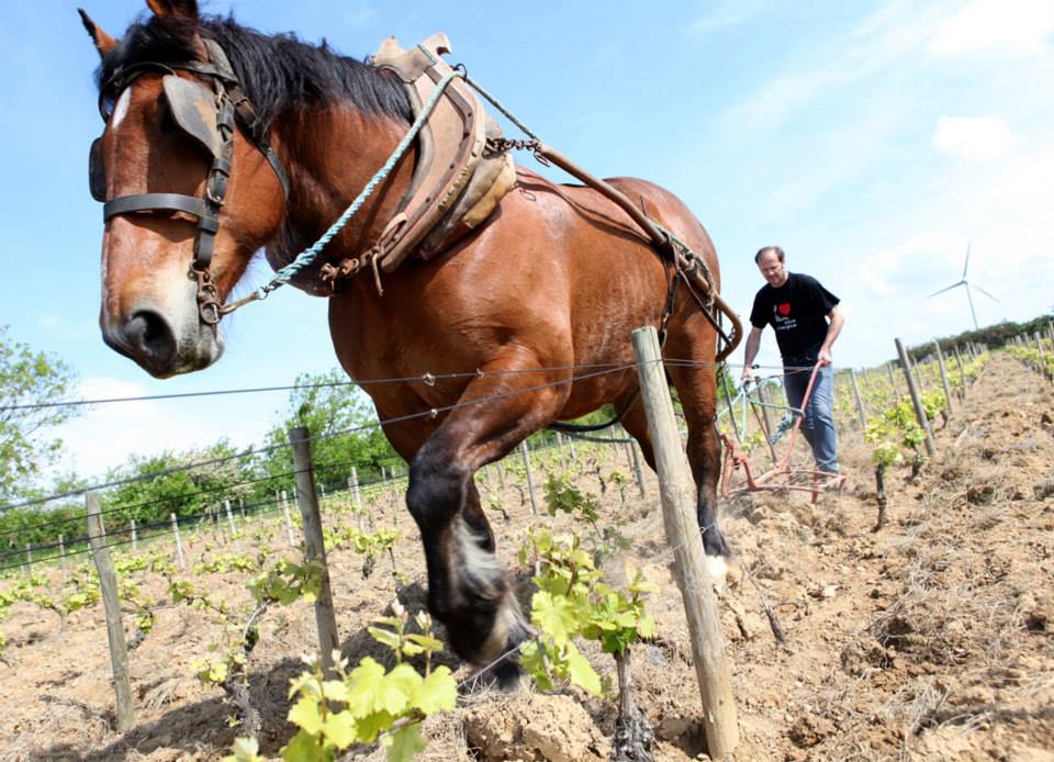 Les Chemins 2024 - Famille Michon