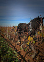 You Fuck my Wine 2024 - Fabien Jouves