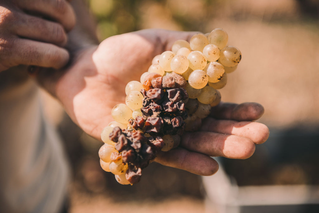 Vendange tardive, Botrytis, Rayon d'Or, 2022, Château Lapeyre, liquoreux, moelleux, sans sulfites ajoutés, Bordeaux