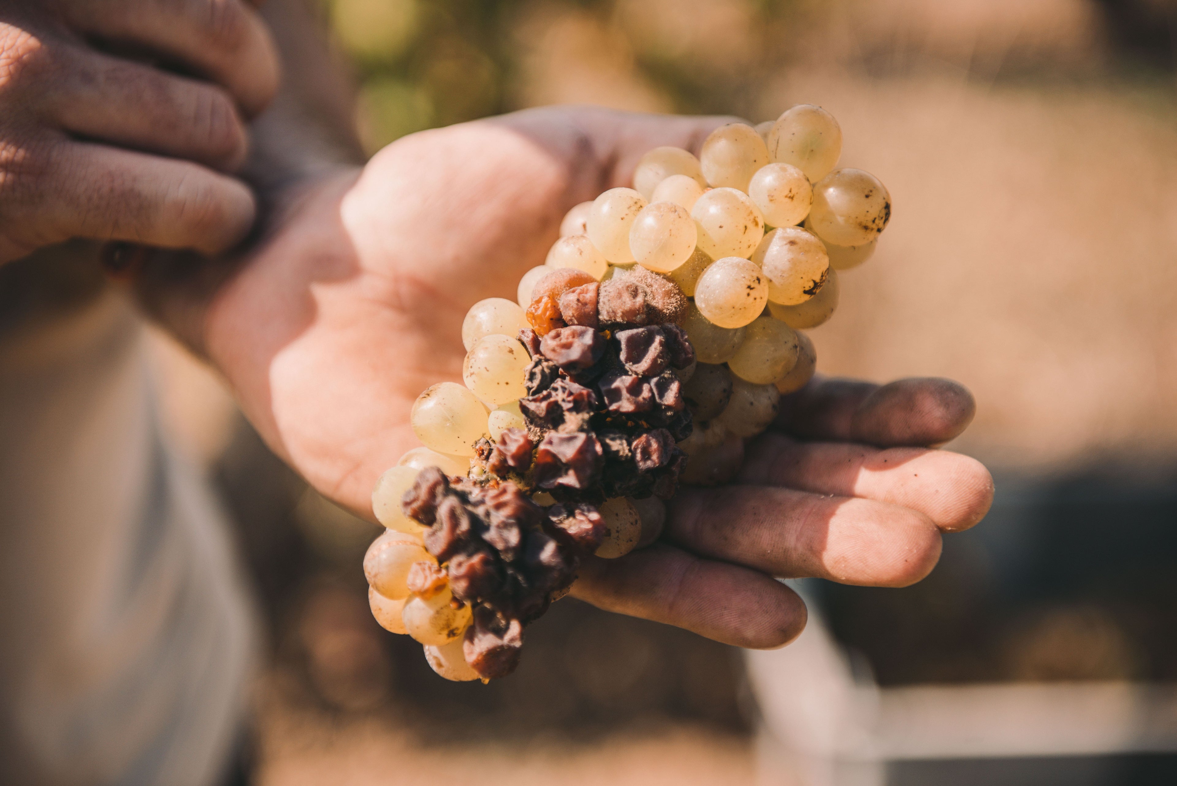 Vendange tardive, Botrytis, Rayon d'Or, 2022, Château Lapeyre, liquoreux, moelleux, sans sulfites ajoutés, Bordeaux