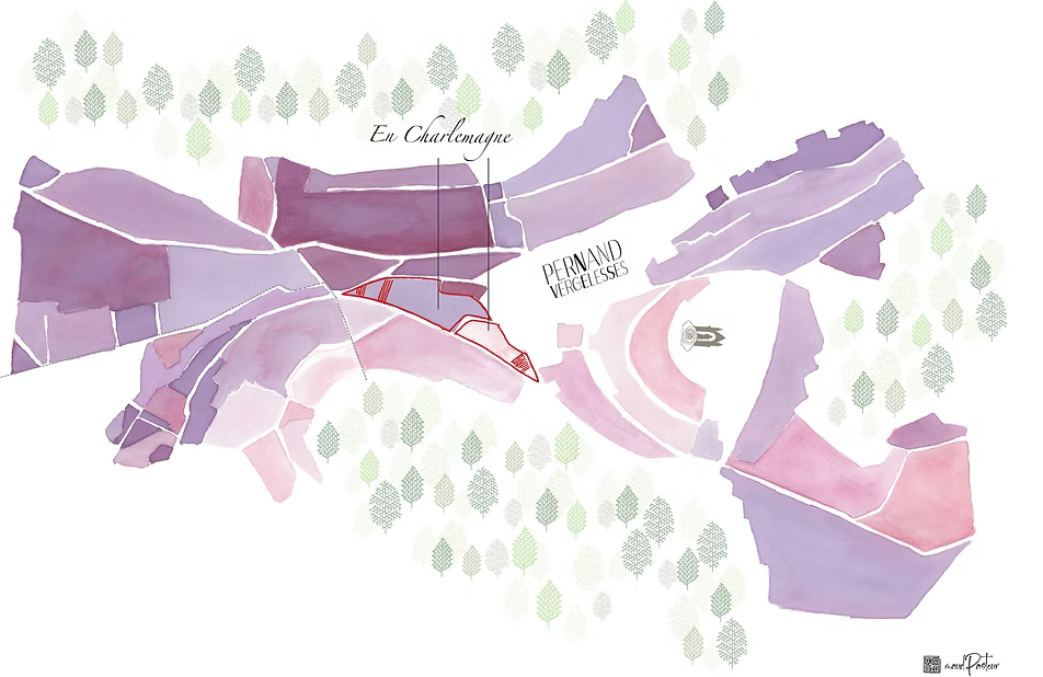 Corton Grand Cru 2024 - Domaine Pavelot