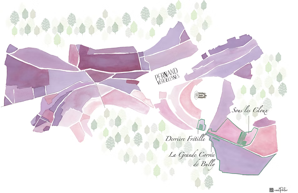 Aligoté 2024 - Domaine Pavelot