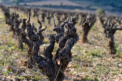 Cep, Domaine Les Eminades, vin, Languedoc, Bettoni, syrah, vin bio, vin biodynamique,  Saint-Chinian, naturel, biodynamique, nature, indigènes, vignes centenaires, 