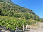 Chardonnay, Savoie, Domaine Les Longs, Glesser, Isère, Belledonne, montagne, coteaux, Vin Bio, Bio, naturel, nature, vins vivants