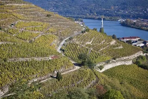 Cave Lionel Brénier, foulage du raisin au pied, à l'ancienne, vin conversion bio, naturel, syrah, passion, vin, Isère, Côtes-du-Rhône, prestige, coteaux