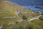 Cave Lionel Brénier, foulage du raisin au pied, à l'ancienne, vin conversion bio, naturel, syrah, passion, vin, Isère, Côtes-du-Rhône, prestige, coteaux