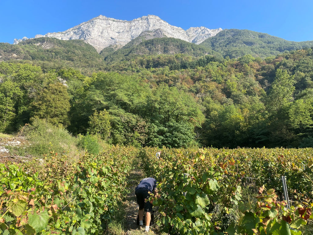 Chardonnay, Savoie, Domaine Les Longs, Glesser, Isère, Belledonne, montagne, coteaux, Vin Bio, Bio, naturel, nature, vins vivants, Fréterive, 