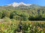 Chardonnay, Savoie, Domaine Les Longs, Glesser, Isère, Belledonne, montagne, coteaux, Vin Bio, Bio, naturel, nature, vins vivants, Fréterive, 