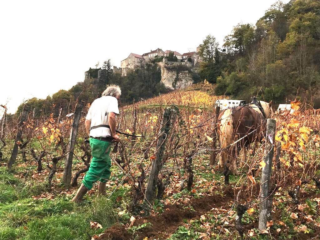Croix Sarrant 2023, Domaine les Dolomies, travail au cheval, vignes Croix Sarran, domaine Les Dolomies, vins bio, bio, biodynamie, jura, naturel, nature, savagnin, 