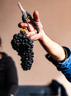 domaine sérol, côte roannaise, gamay saint-romain, troisgros, fraîcheur, fruité, vibratoire, énergie, loire, volcanique, granite, naturedevin.com, cuves tronconniques, amphores, fûts, cave sérol, élevage, vinification,