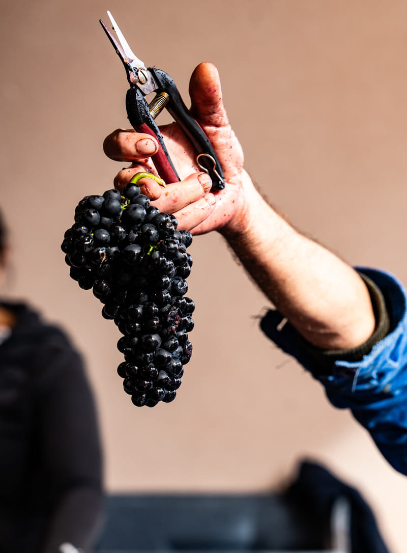 domaine sérol, côte roannaise, gamay saint-romain, troisgros, fraîcheur, fruité, vibratoire, énergie, loire, volcanique, granite, naturedevin.com, cuves tronconniques, amphores, fûts, cave sérol, élevage, vinification,