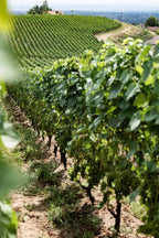 domaine sérol, côte roannaise, gamay saint-romain, troisgros, fraîcheur, fruité, vibratoire, énergie, loire, volcanique, granite, naturedevin.com, cuves tronconniques, amphores, fûts, cave sérol, élevage, vinification, vins bio, biodynamie, biodyvin, vignes, respect terroir,