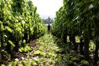 domaine sérol, côte roannaise, gamay saint-romain, troisgros, fraîcheur, fruité, vibratoire, énergie, loire, volcanique, granite, naturedevin.com, cuves tronconniques, amphores, fûts, cave sérol, élevage, vinification, vins bio, biodynamie, biodyvin,