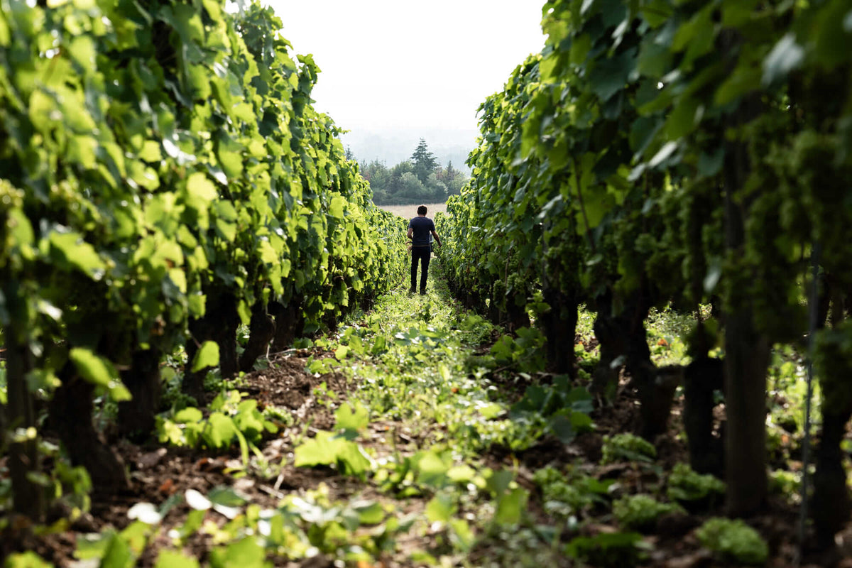 domaine sérol, côte roannaise, gamay saint-romain, troisgros, fraîcheur, fruité, vibratoire, énergie, loire, volcanique, granite, naturedevin.com, cuves tronconniques, amphores, fûts, cave sérol, élevage, vinification, vins bio, biodynamie, biodyvin,