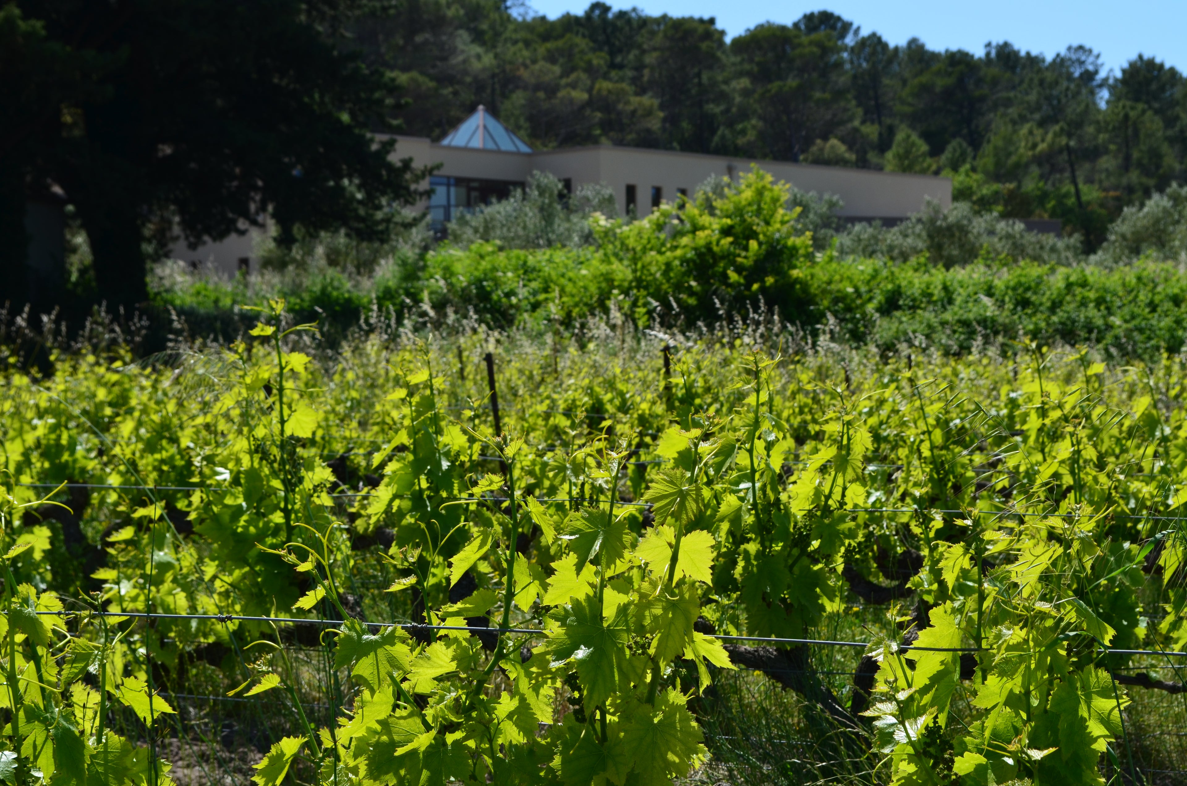 Juste une goutte 2023 - Domaine de la Guicharde