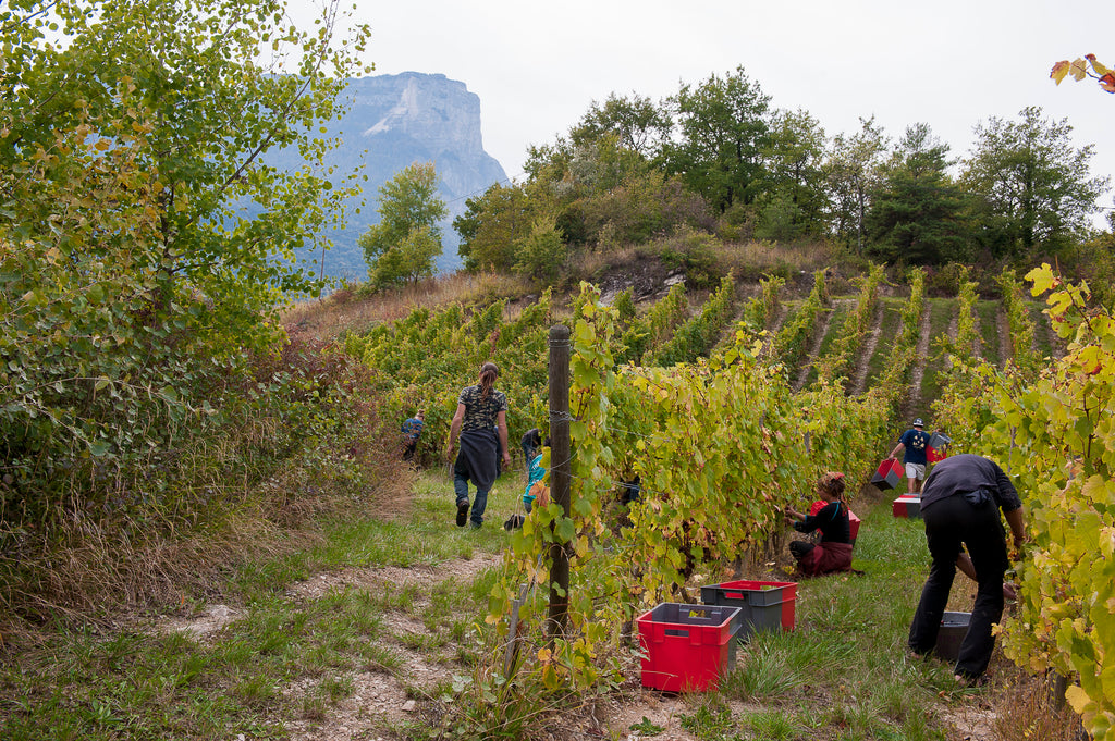 Monfarina 2023 - Domaine Giachino