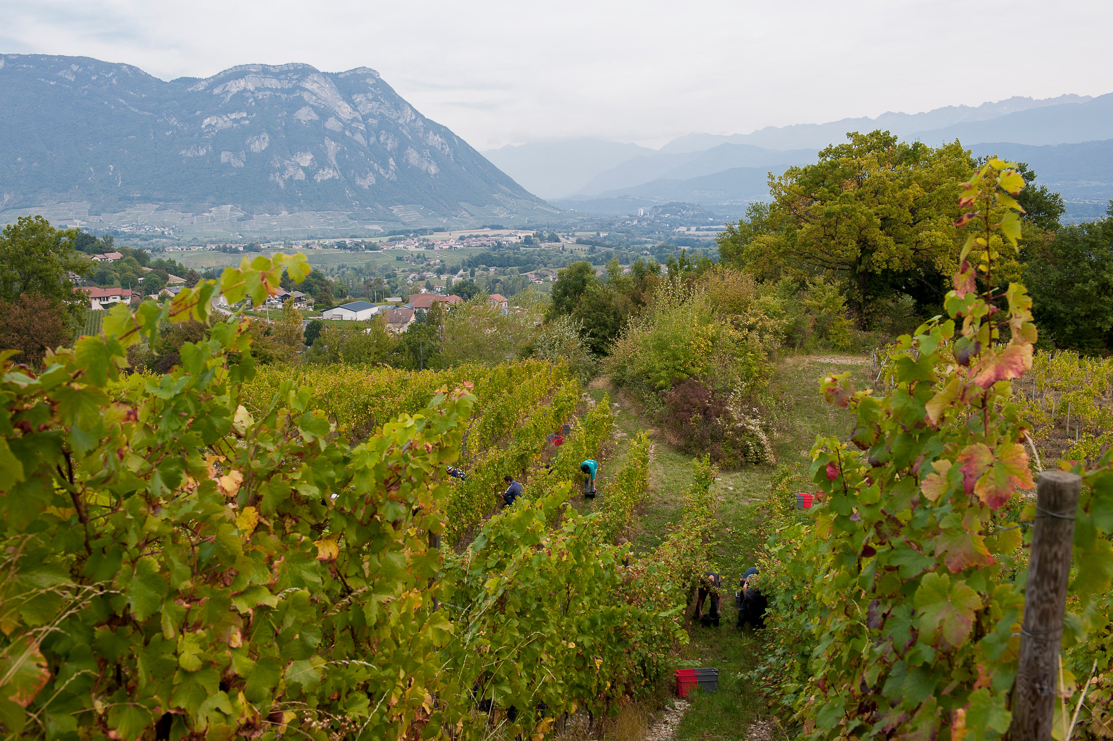 Monfarina 2023 - Domaine Giachino