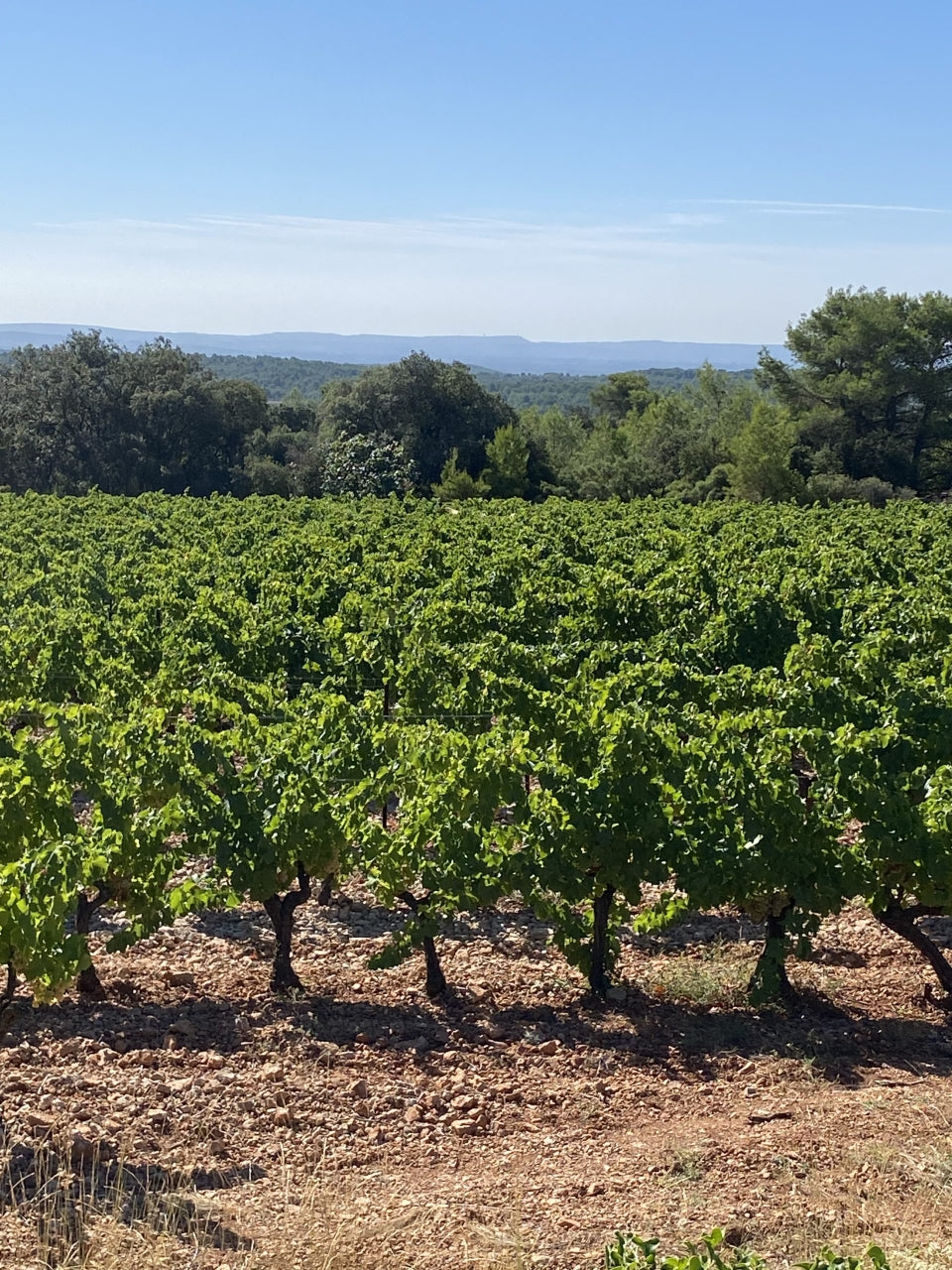 Cep, Domaine Les Eminades, vin, Languedoc, Bettoni, syrah, vin bio, vin biodynamique,  Saint-Chinian, naturel, biodynamique, nature, indigènes, vignes centenaires, 