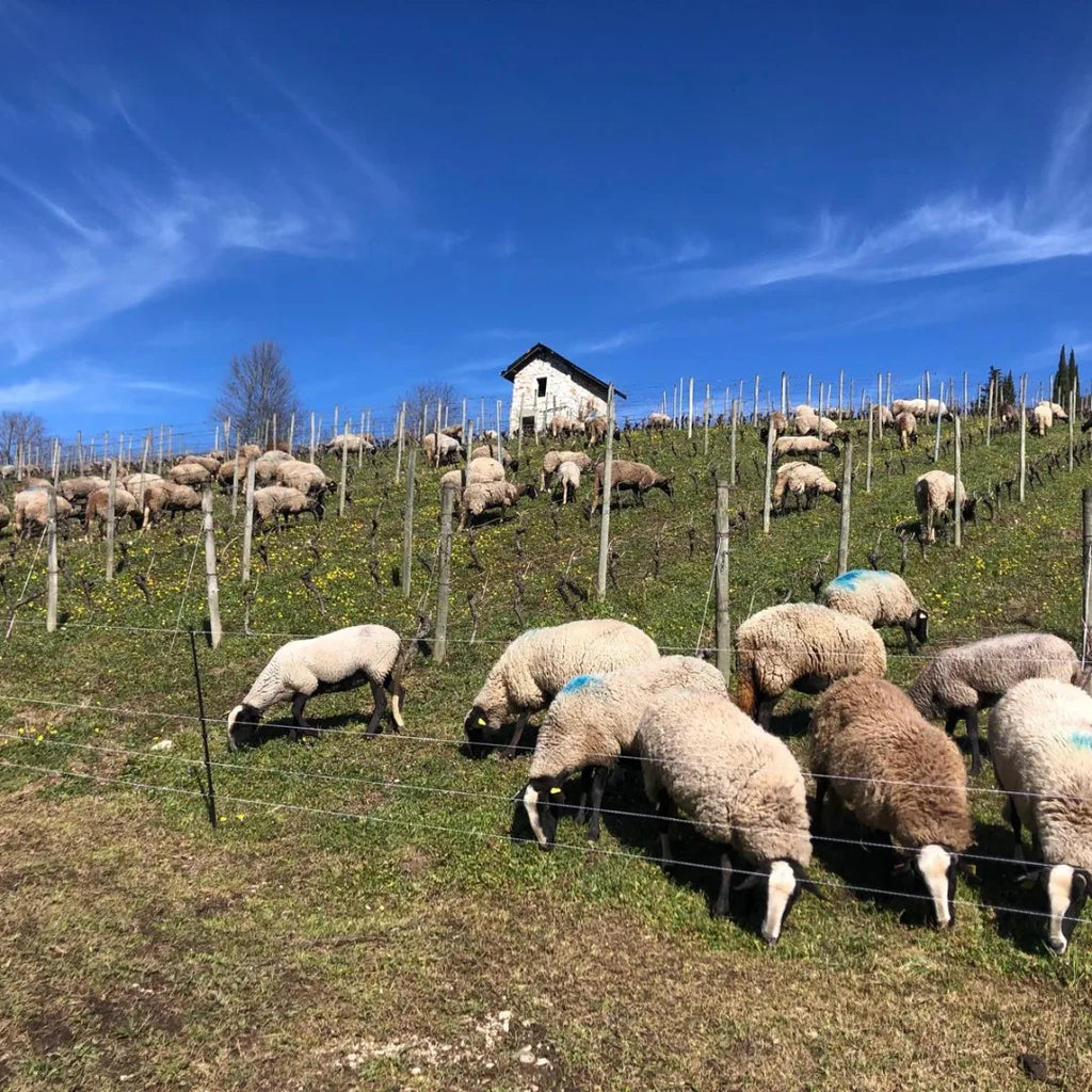 domaine arbessieux, jour fruit, savoie, 2026, chautagne, vin bio, bio, biodiversité, naturel, mouton, respect, environnement, vin, jacquère, mondeuse, veteliner rose, altesse, pinot noir, gamay, colombier, vignes bio, 