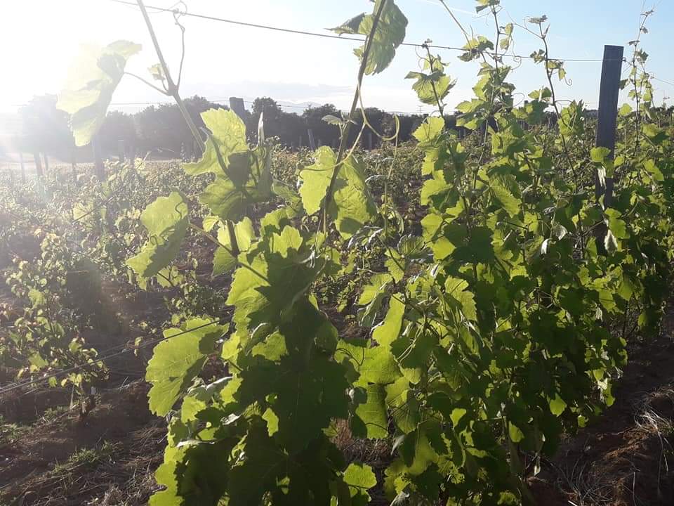 Tradition 2021 - Domaine Monier Perréol