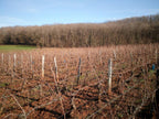 Chardonnay Charmille 2023 - Domaine Guillaume Overnoy