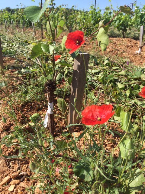 Le Temps des Rêveurs, Provence, Montagne sainte-victoire, artisan, raisins sains, vin Bio, massale, Maillot, sélection, carignan, syrah bio,