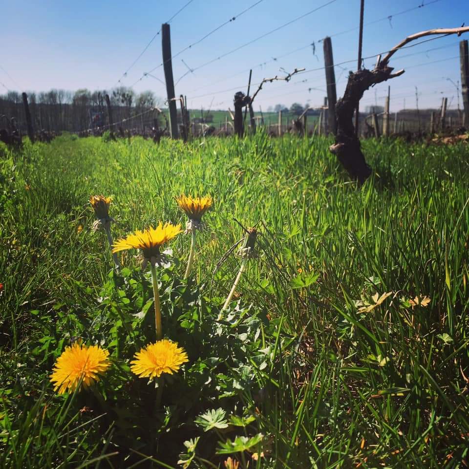 Vignes Bio, Pouilly fumé, Domaine Pabiot, Sancerre, Sauvignon, Loire, Coteaux, Biodynamie, Biodyvin, Demeter, Pabiot, vin Bio