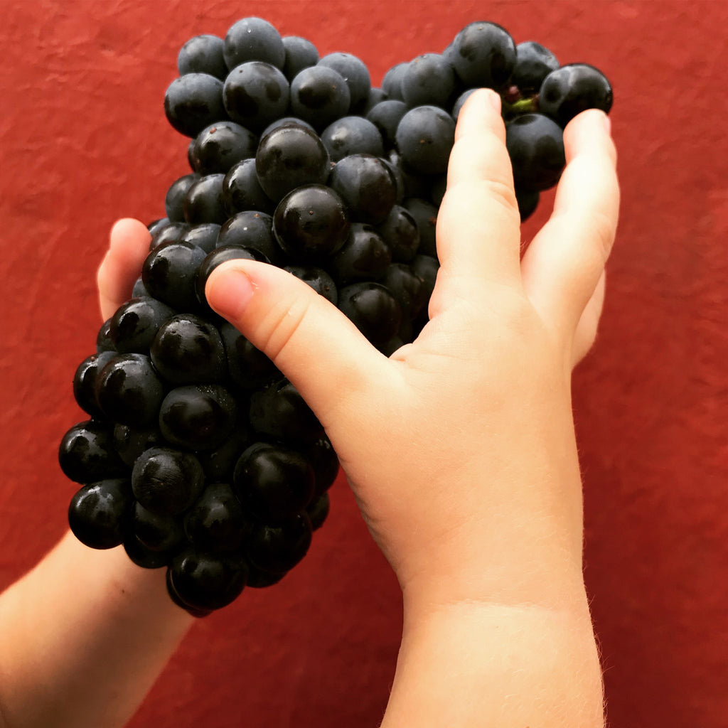 capmartin, bio, cosmique, pimpant, Maumusson-Laguian, sud-ouest, Viognier, Chardonnay, Sauvignon Gris, vins bio, biologique, naturel, sans soufres, nature,