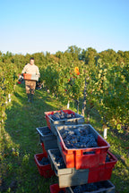 Bourgueil Le Cabernet Franc 2022 - Domaine Breton