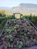L'esperluette 2025 - Domaine de l'Arbessieux