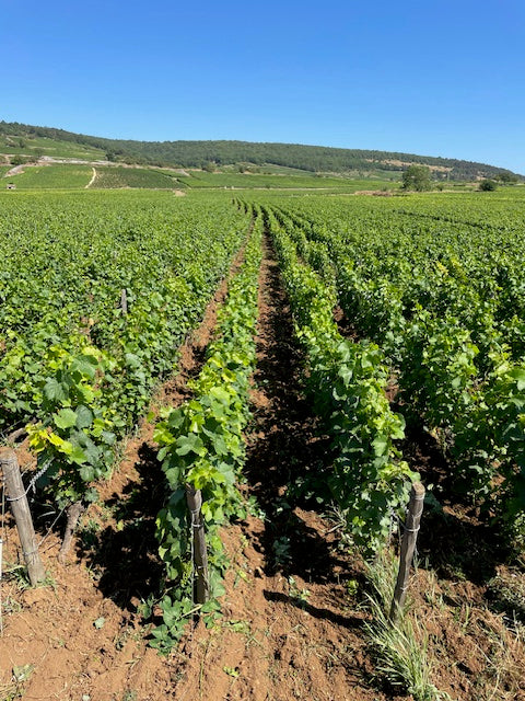 Santenay Vieilles Vignes 2023 - Domaine Chevrot et Fils