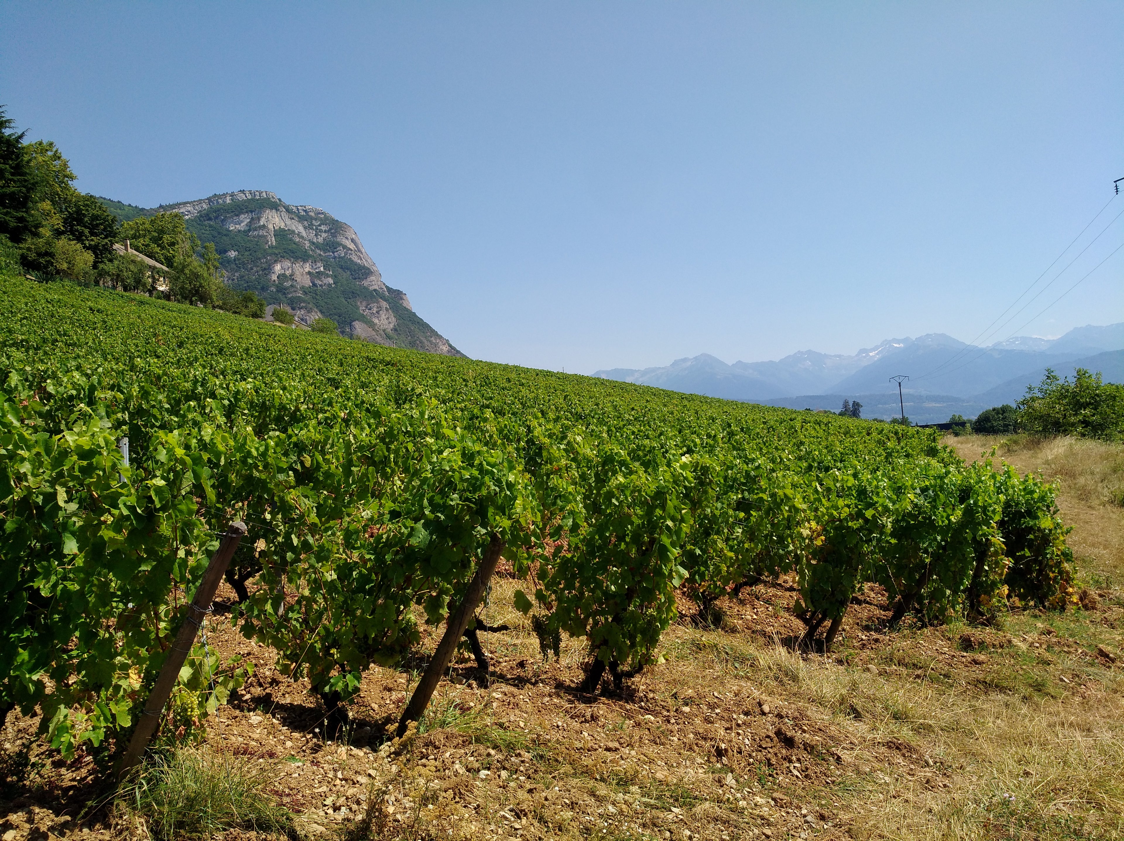 Chignin "1903" 2023- Domaine Annick et Pascal Quenard