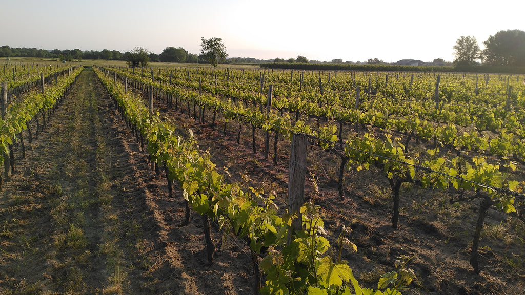 Terre d'Adoption 2021 -  Domaine Laurent Herlin