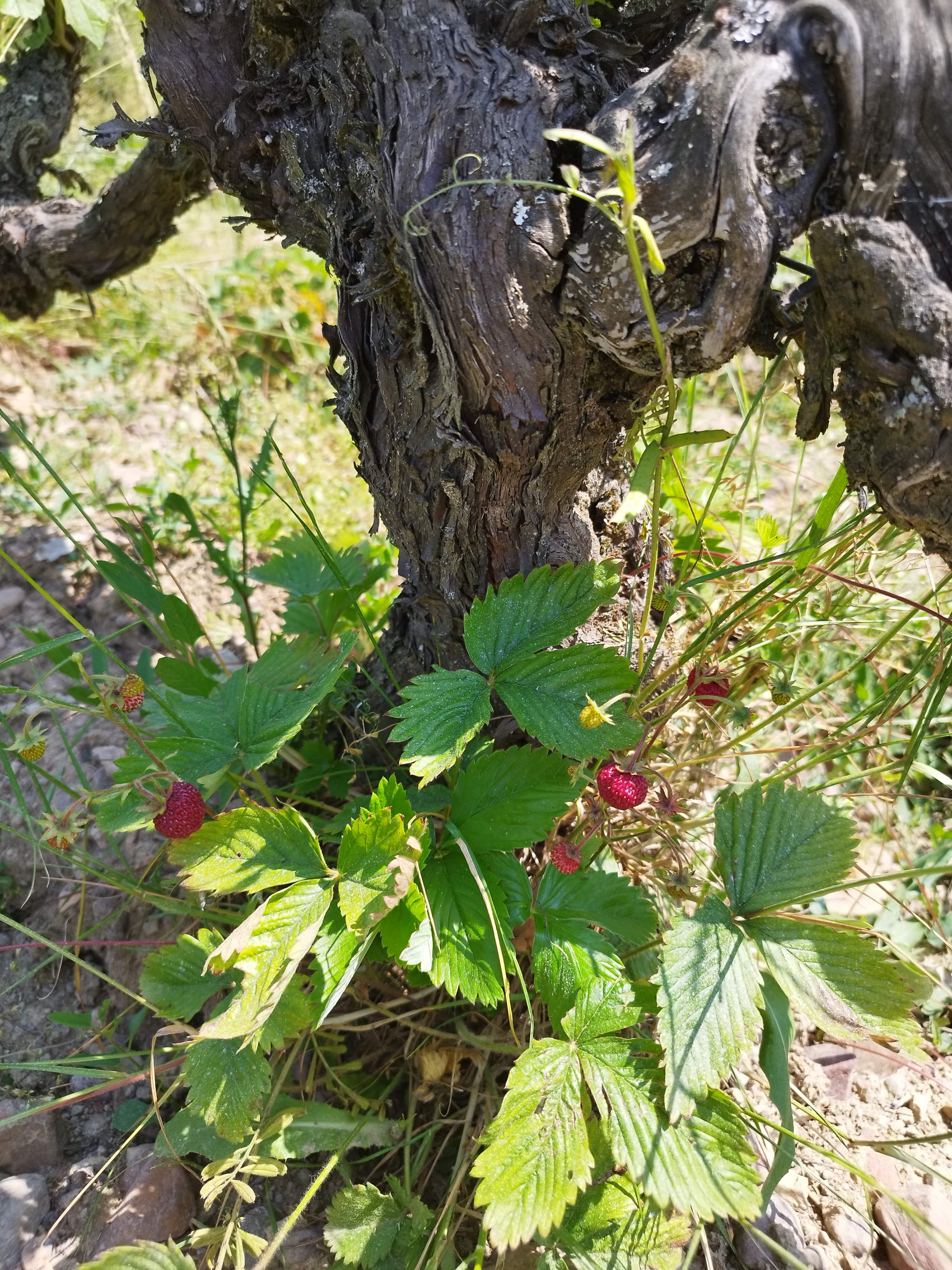 Morgon Corcelette 2021 - Famille Chasselay
