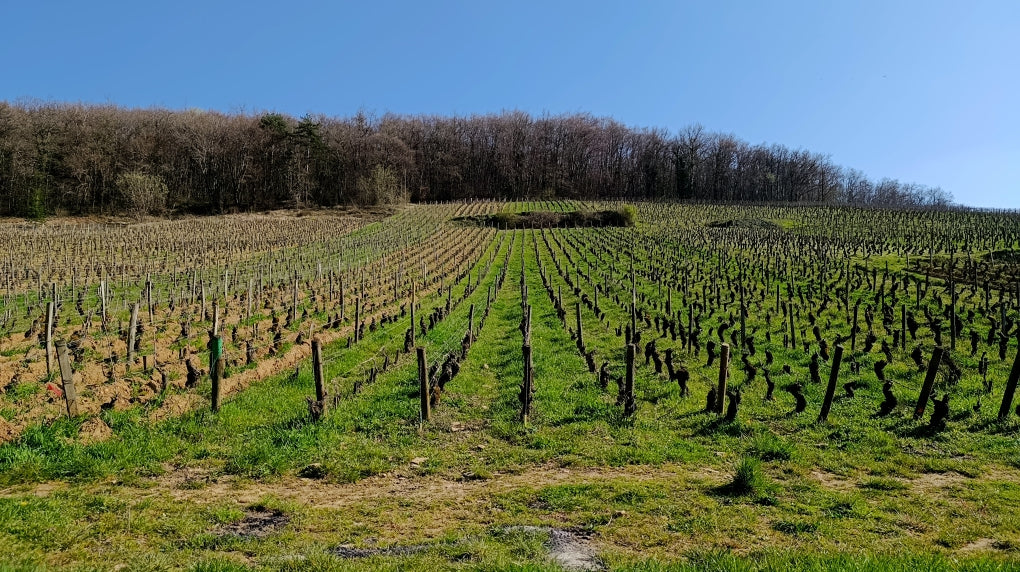 Corton Grand Cru 2024 - Domaine Pavelot
