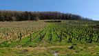 Corton Grand Cru 2024 - Domaine Pavelot