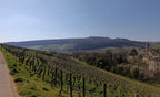 Corton Grand Cru 2024 - Domaine Pavelot