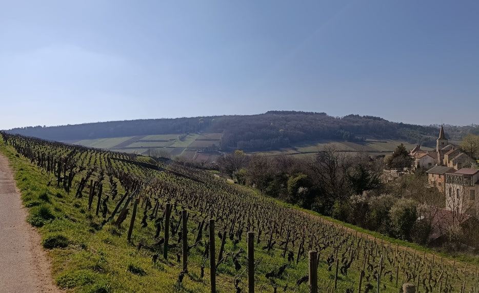 Corton Grand Cru 2024 - Domaine Pavelot