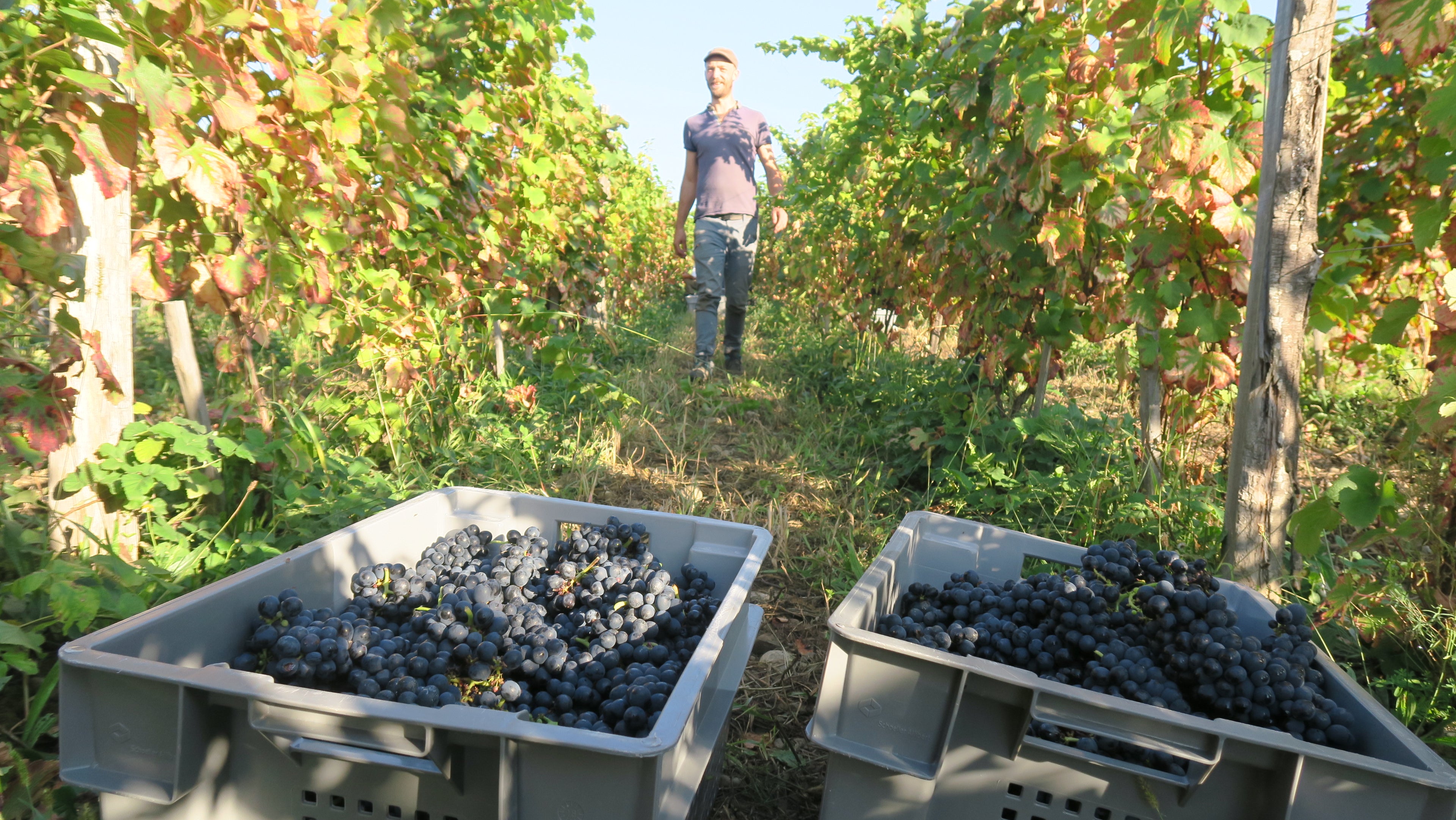 Verdesse 2024 - Domaine Alpins