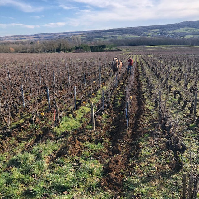 Santenay Vieilles Vignes 2023 - Domaine Chevrot et Fils