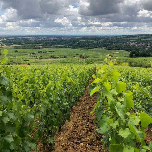 Santenay Vieilles Vignes 2023 - Domaine Chevrot et Fils