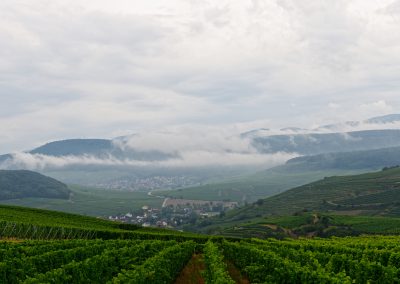 LES JARDINS DU ZIN' 2024 - Domaine Rominger