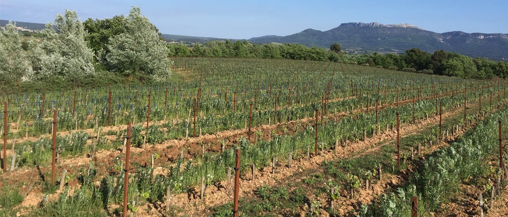 Le Temps des Rêveurs, Provence, Montagne sainte-victoire, artisan, raisins sains, vin Bio, massale, Maillot, sélection, carignan, syrah bio,