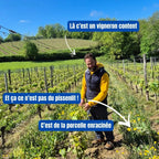 capmartin, bio, cosmique, pimpant, Maumusson-Laguian, sud-ouest, Viognier, Chardonnay, Sauvignon Gris, vins bio, biologique, naturel, sans soufres, nature, vignes saines, terroirs bio, pissenlit, camomille,