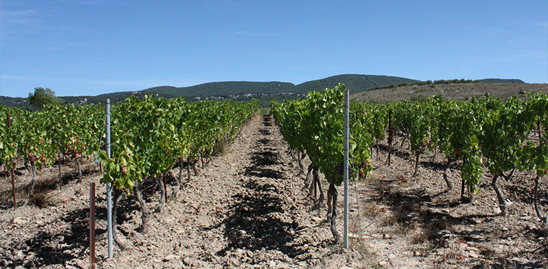 Cave du Château de La Selve, vin Bio, vin Biodynamique, Ardèche, Cabernet, naturel, nature